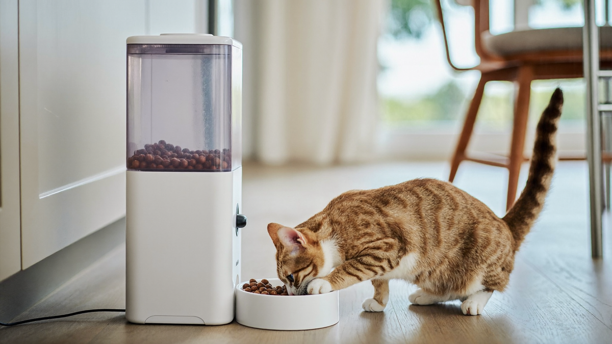 Distributeur automatique de croquettes : bien nourrir son animal même en votre absence