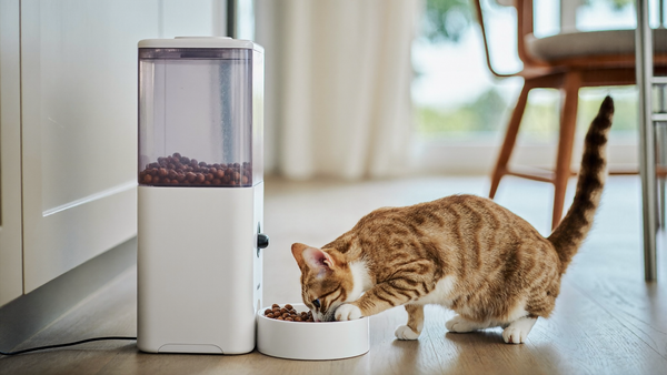 Distributeur automatique de croquettes : bien nourrir son animal même en votre absence