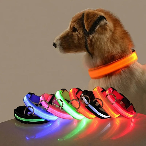 Chien portant le collier LED lumineux